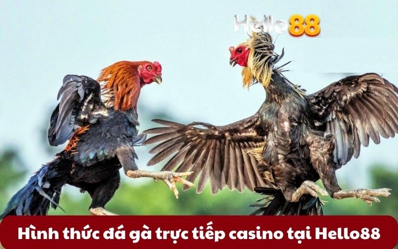 Hình thức đá gà trực tiếp casino tại Hello88